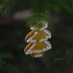 Anielskie - Z Widokiem Na Gory * Sablówka