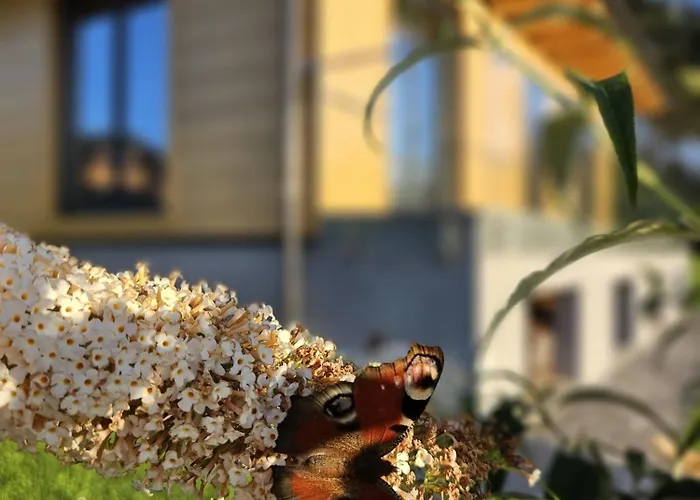 Anielskie - Z Widokiem Na Gory * Sablówka